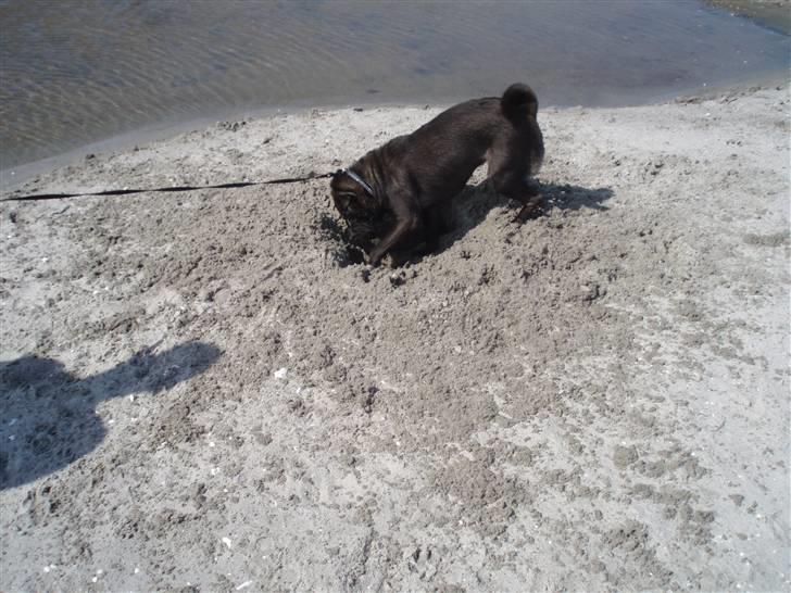 Shar pei Tequila *DØD* - dejligt at grave store huller på stranden billede 11