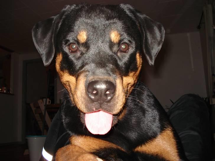 Rottweiler Cue Fiona billede 12