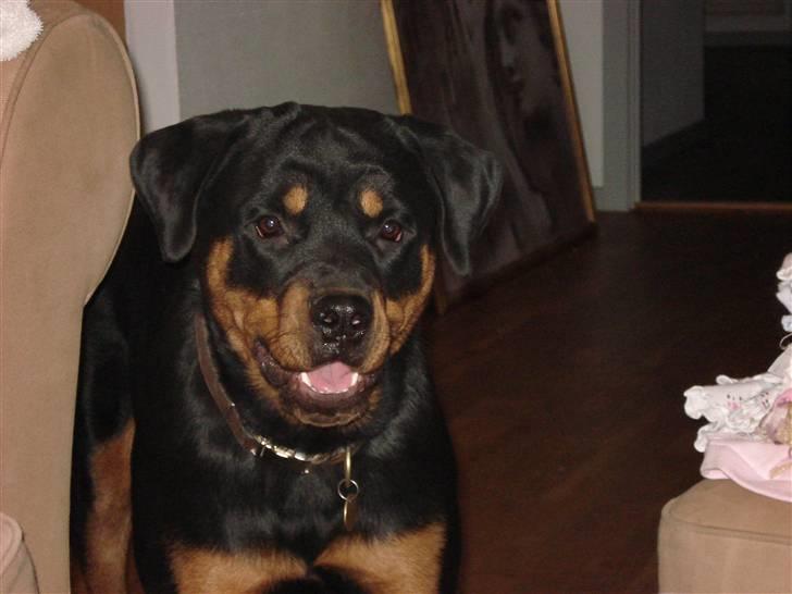 Rottweiler Cue Fiona billede 13