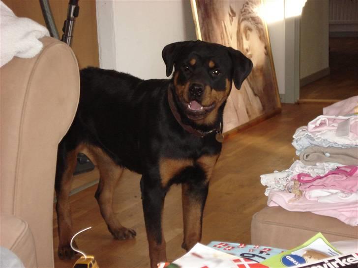 Rottweiler Cue Fiona billede 14