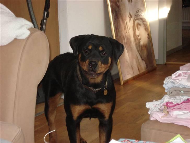 Rottweiler Cue Fiona billede 15