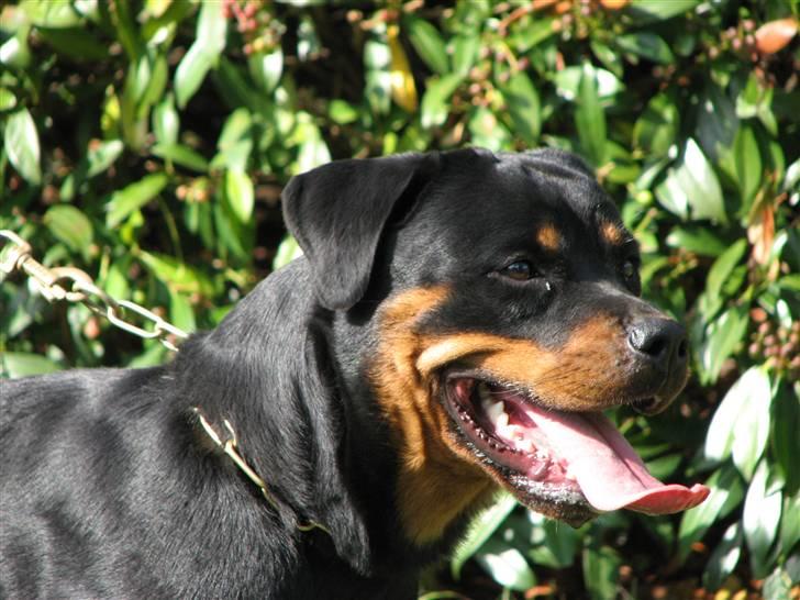 Rottweiler Cue Fiona billede 16