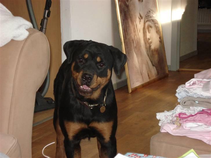 Rottweiler Cue Fiona billede 17