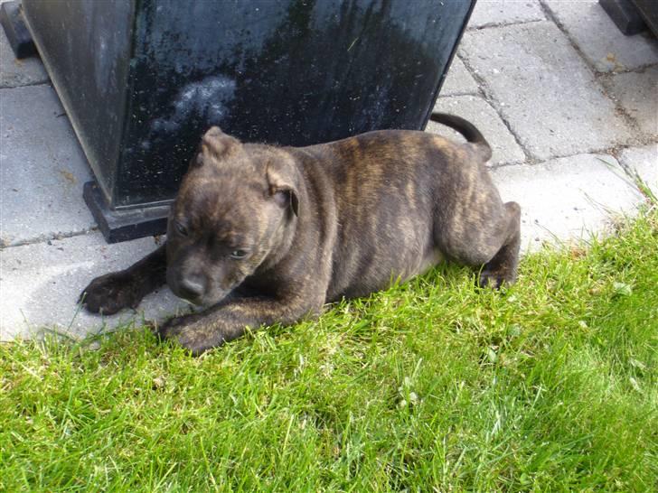 Staffordshire bull terrier Clinton - lille Clinton lige efter han var kommet hjem..... billede 1