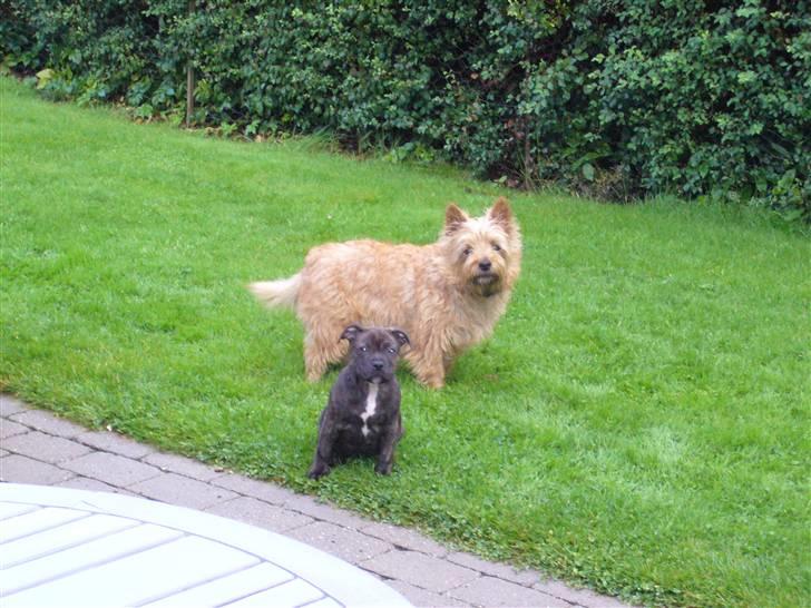 Staffordshire bull terrier Clinton - Clinton og hans legekammerat Brutus billede 2