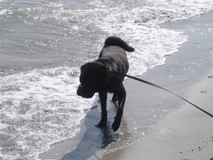 Shar pei Tequila *DØD* - en dejlig tur ved stranden billede 12
