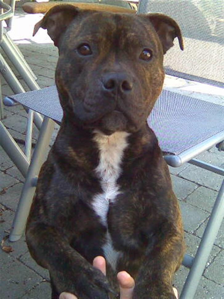Staffordshire bull terrier Clinton - jeg poserer lige lidt for kameraet... billede 3
