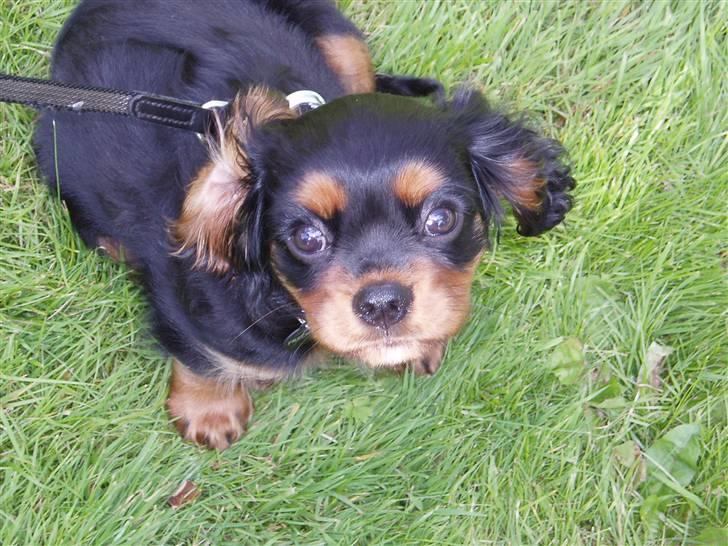 Cavalier king charles spaniel Freddie - Heeej :) 25-07-2007 billede 10