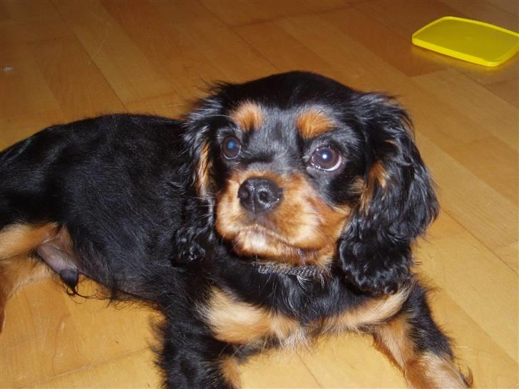 Cavalier king charles spaniel Freddie - Sagde du noget??? 26-07-2007 billede 11