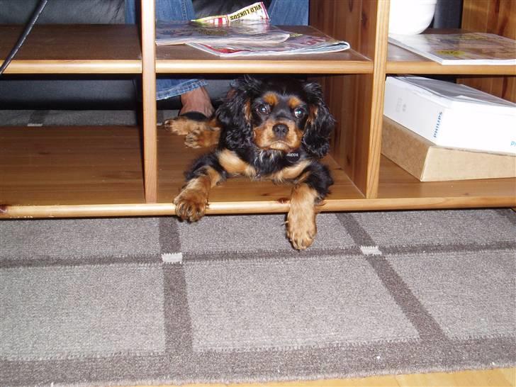 Cavalier king charles spaniel Freddie - Jeg gemmer mig... 26-07-2007 billede 12
