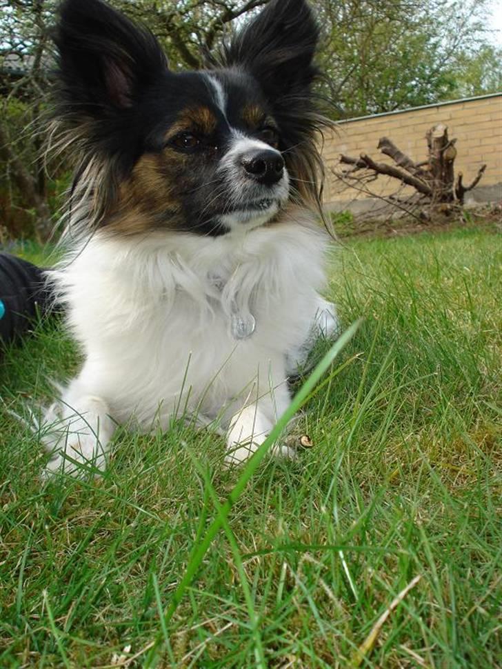 Papillon Chanel - Chanel - 26. april 09 billede 18