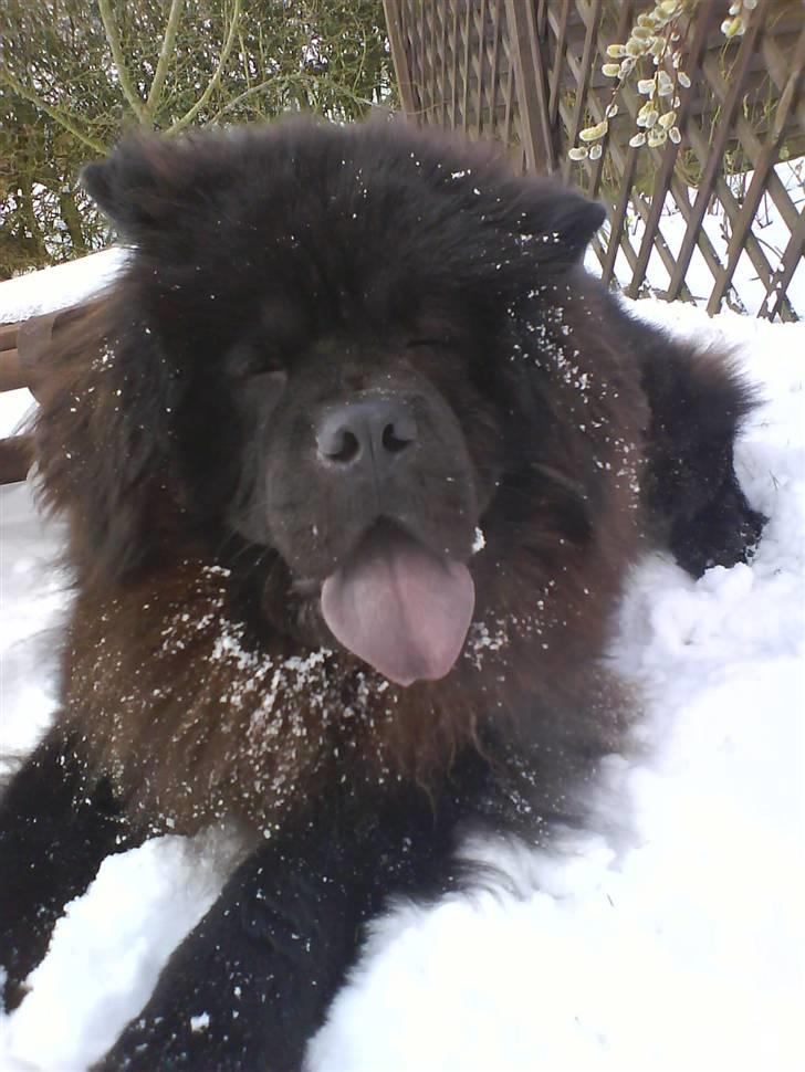 Chow chow Oscar - Det er så dejligt at køle af i den kolde sne, når man har sådan en stor pels billede 17