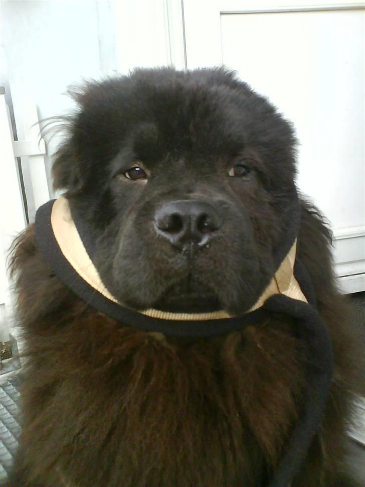 Chow chow Oscar - Dejlige Oscar som er ved at få sele på billede 18