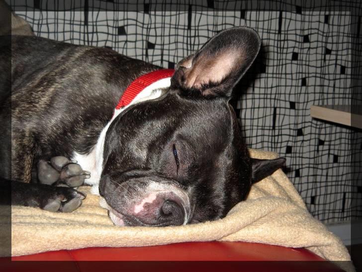 Fransk bulldog Frida billede 8