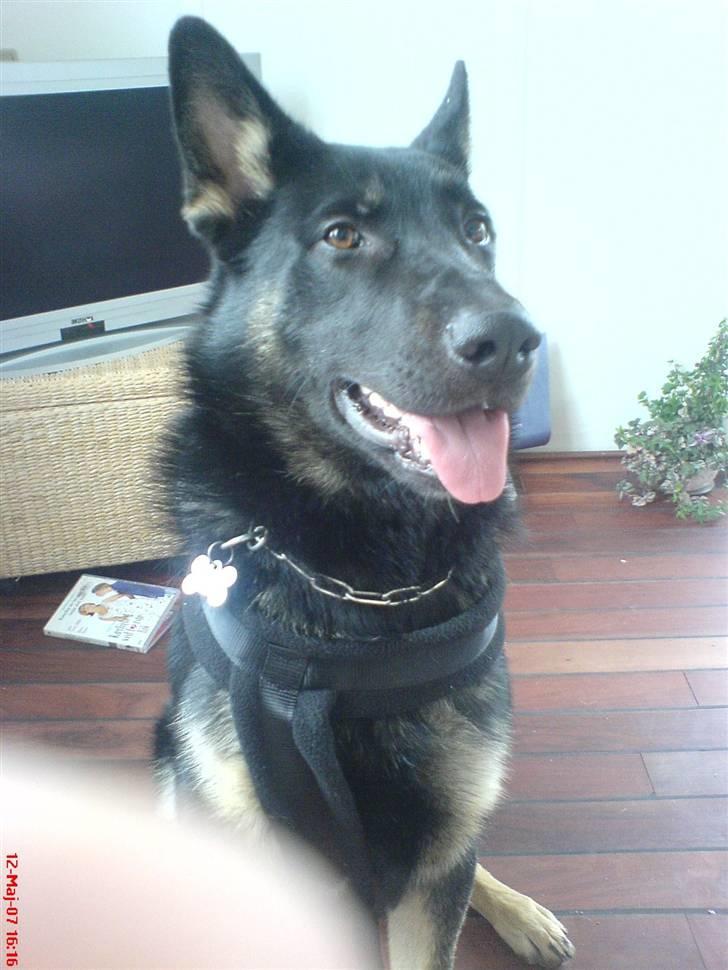 Schæferhund Ollie *Solgt* billede 2