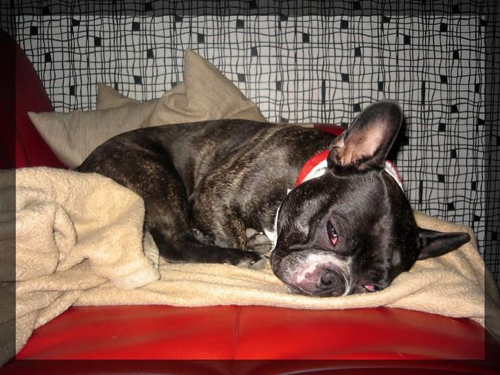 Fransk bulldog Frida billede 9