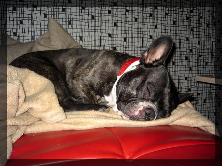 Fransk bulldog Frida billede 10