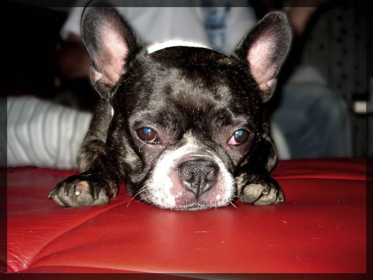 Fransk bulldog Frida - Frida i sofaen.. billede 11