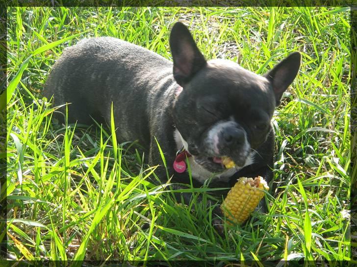 Fransk bulldog Frida - mums majs billede 12