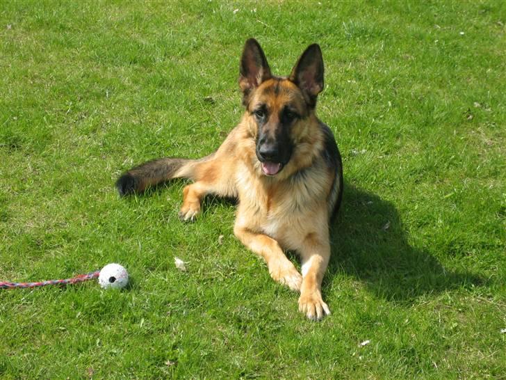 Schæferhund Bessie fået fred i hundehimmelen d. 7/3-2013 ;(( billede 1