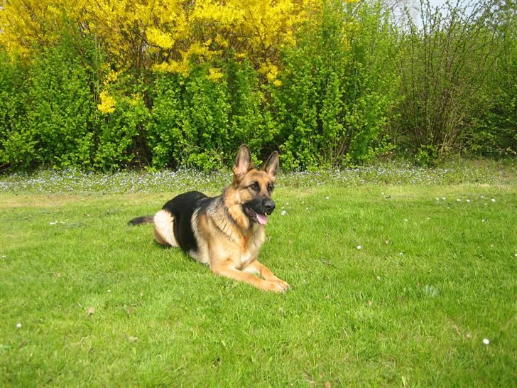 Schæferhund Bessie fået fred i hundehimmelen d. 7/3-2013 ;(( billede 2