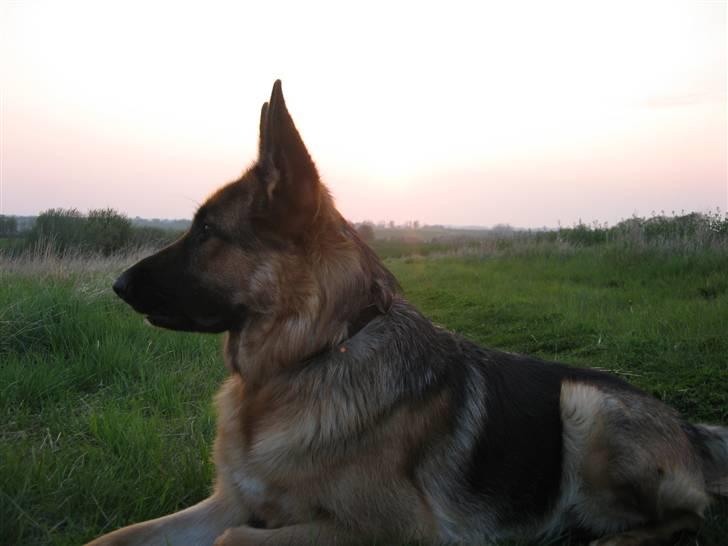 Schæferhund Bessie fået fred i hundehimmelen d. 7/3-2013 ;(( billede 3