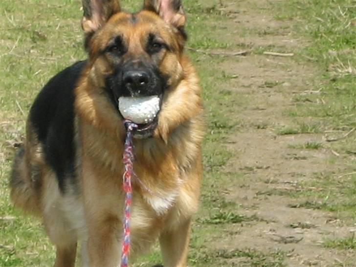 Schæferhund Bessie fået fred i hundehimmelen d. 7/3-2013 ;(( billede 4