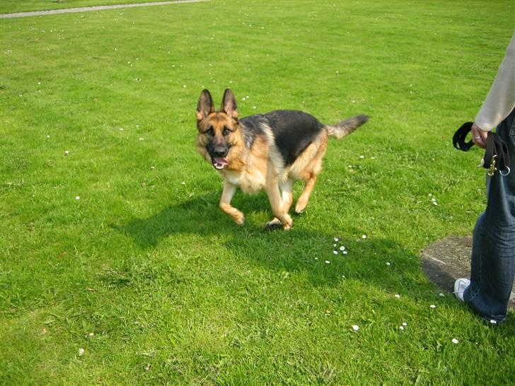 Schæferhund Bessie fået fred i hundehimmelen d. 7/3-2013 ;(( billede 5