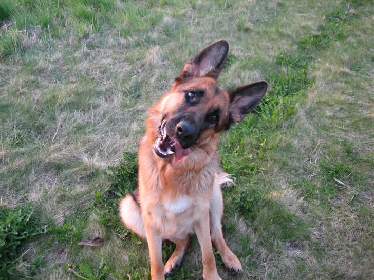 Schæferhund Bessie fået fred i hundehimmelen d. 7/3-2013 ;(( billede 6