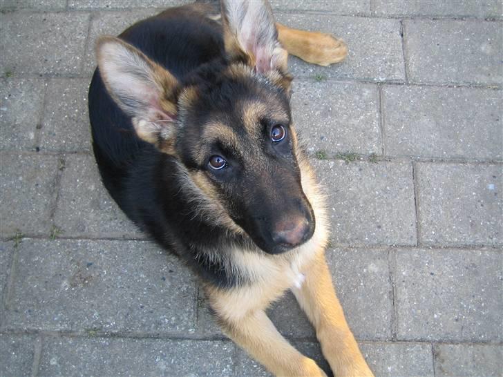 Schæferhund Bessie fået fred i hundehimmelen d. 7/3-2013 ;(( billede 7