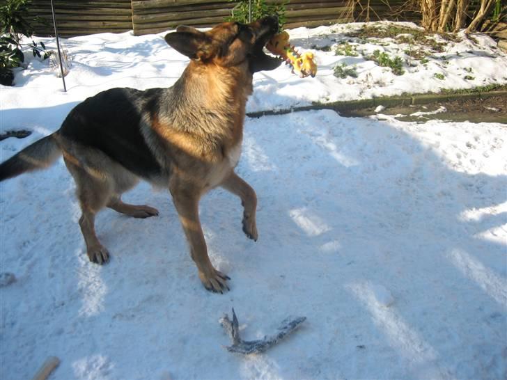 Schæferhund Bessie fået fred i hundehimmelen d. 7/3-2013 ;(( billede 8