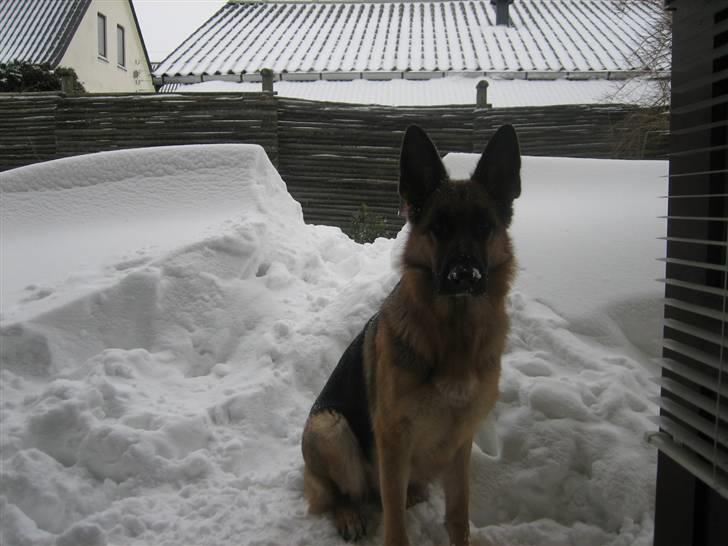 Schæferhund Bessie fået fred i hundehimmelen d. 7/3-2013 ;(( billede 9