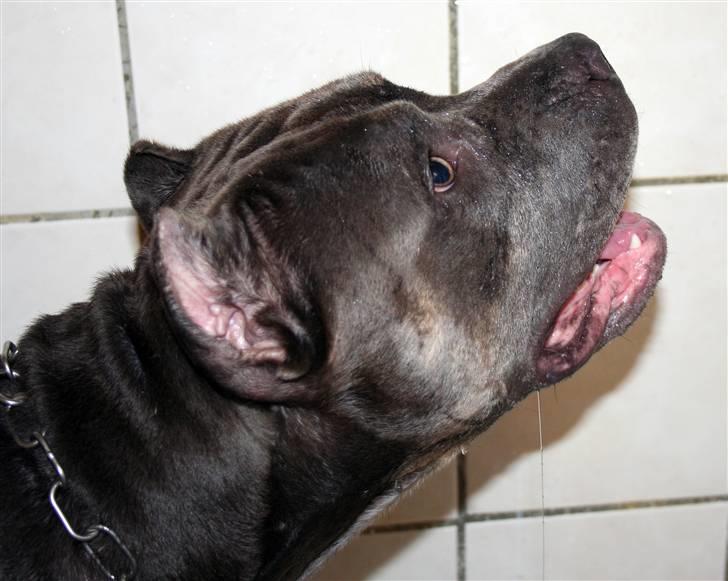 Amerikansk staffordshire terrier Kenzo -  R.I.P billede 11