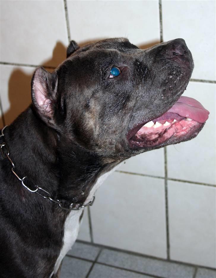 Amerikansk staffordshire terrier Kenzo -  R.I.P billede 12