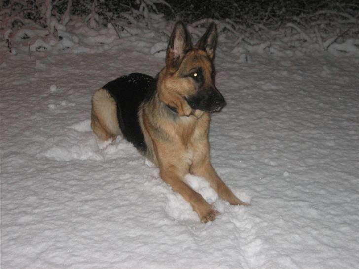 Schæferhund Bessie fået fred i hundehimmelen d. 7/3-2013 ;(( billede 10