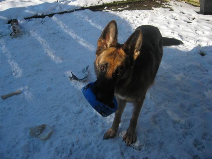 Schæferhund Bessie fået fred i hundehimmelen d. 7/3-2013 ;(( billede 11