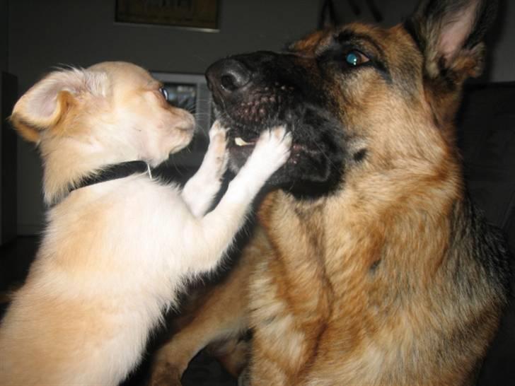 Schæferhund Bessie fået fred i hundehimmelen d. 7/3-2013 ;(( billede 12