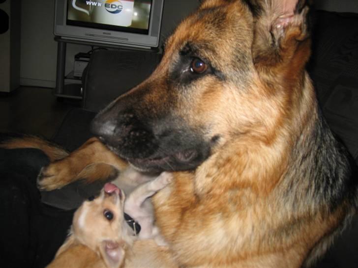 Schæferhund Bessie fået fred i hundehimmelen d. 7/3-2013 ;(( billede 13