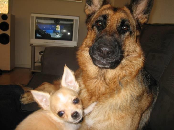 Schæferhund Bessie fået fred i hundehimmelen d. 7/3-2013 ;(( billede 14