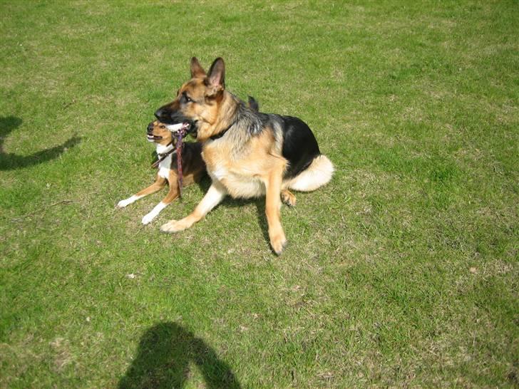 Schæferhund Bessie fået fred i hundehimmelen d. 7/3-2013 ;(( billede 15