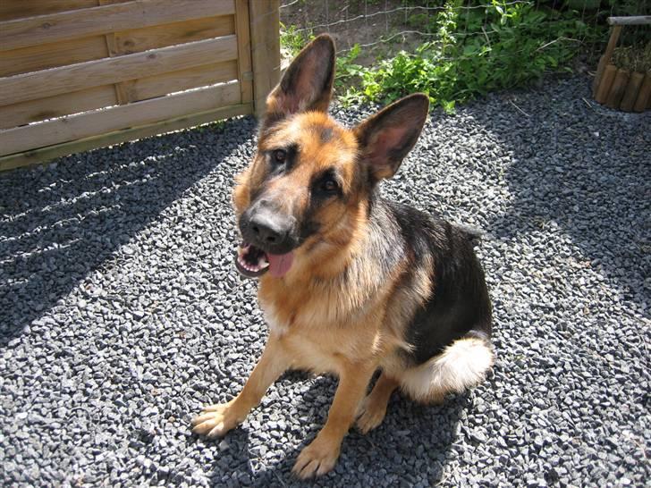 Schæferhund Bessie fået fred i hundehimmelen d. 7/3-2013 ;(( billede 16