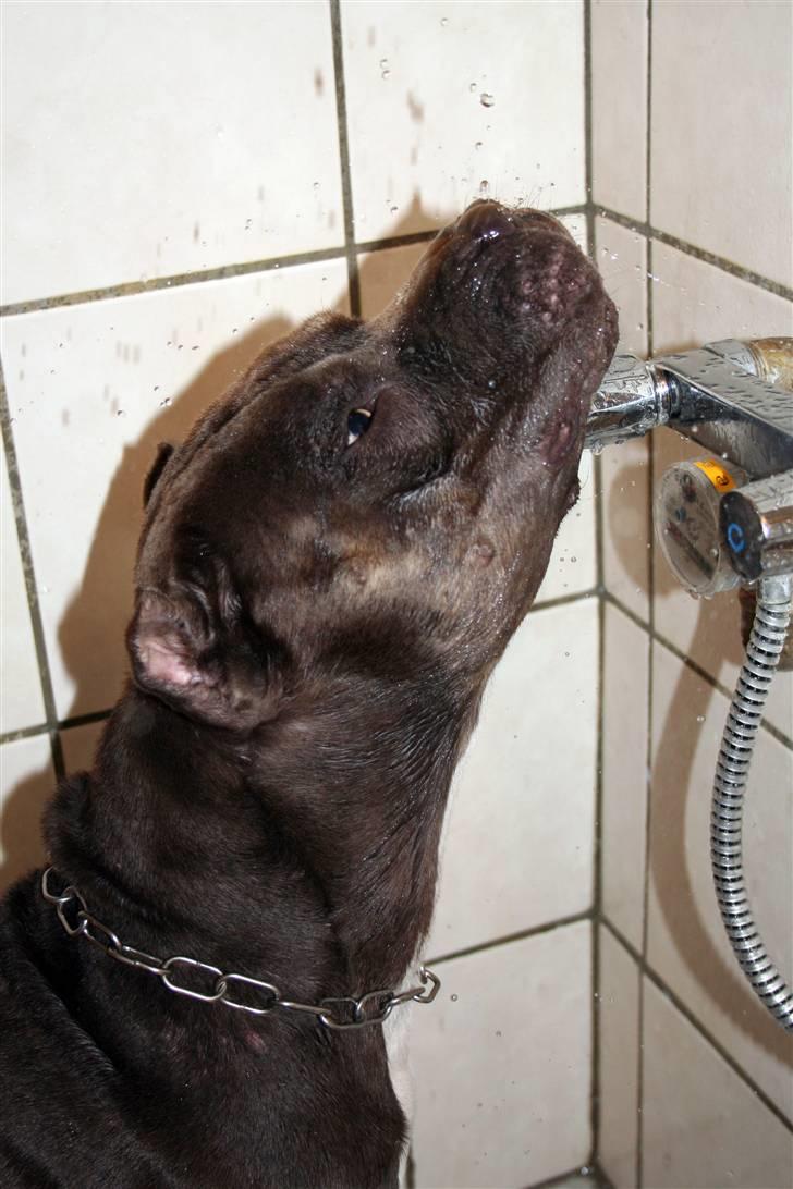 Amerikansk staffordshire terrier Kenzo -  R.I.P billede 13