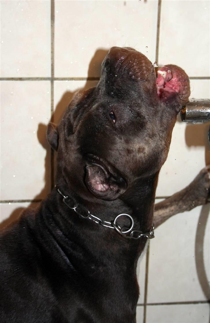 Amerikansk staffordshire terrier Kenzo -  R.I.P billede 14