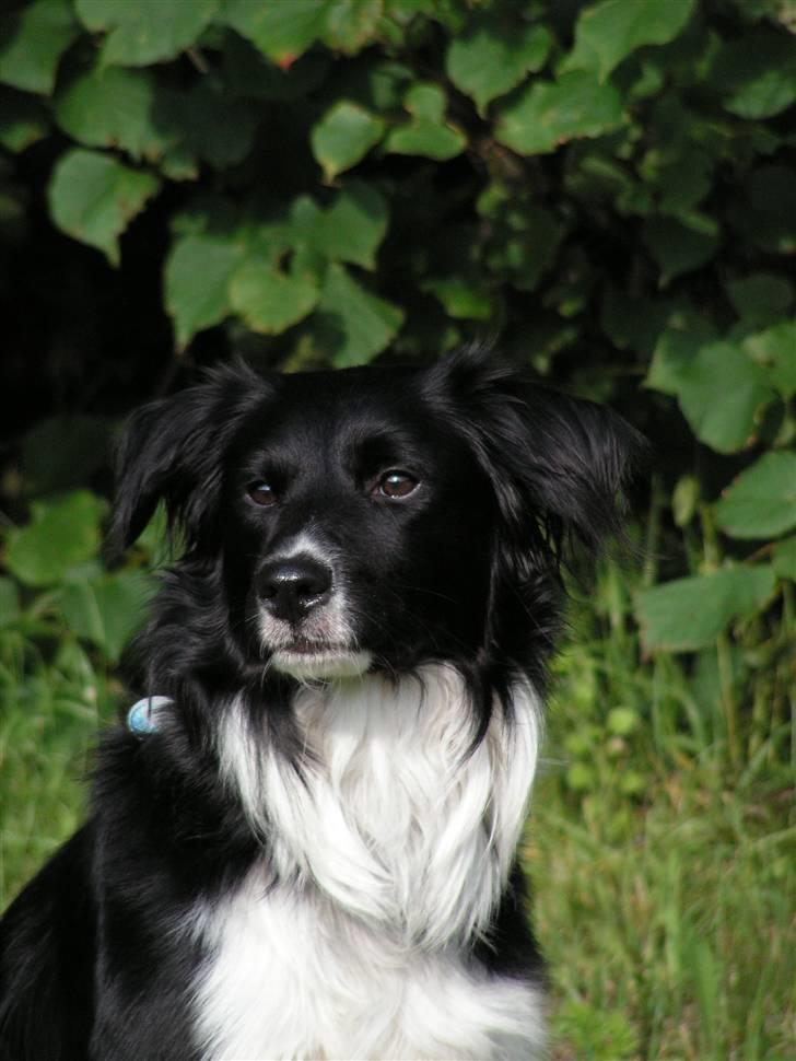 Border collie Joy billede 1