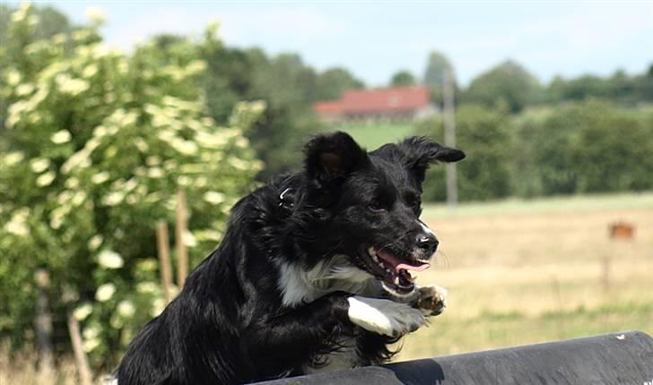 Border collie Joy billede 2