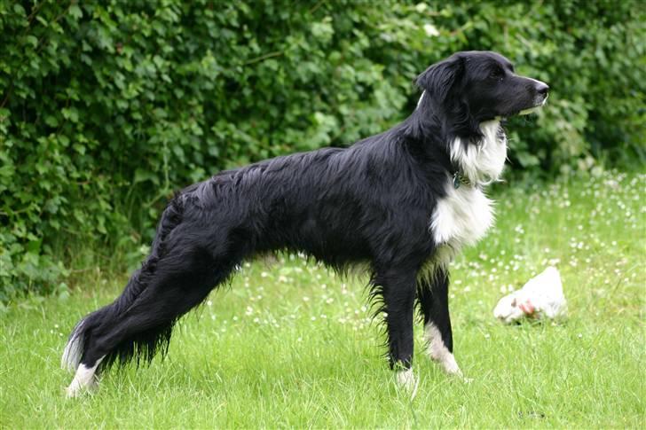 Border collie Joy billede 3