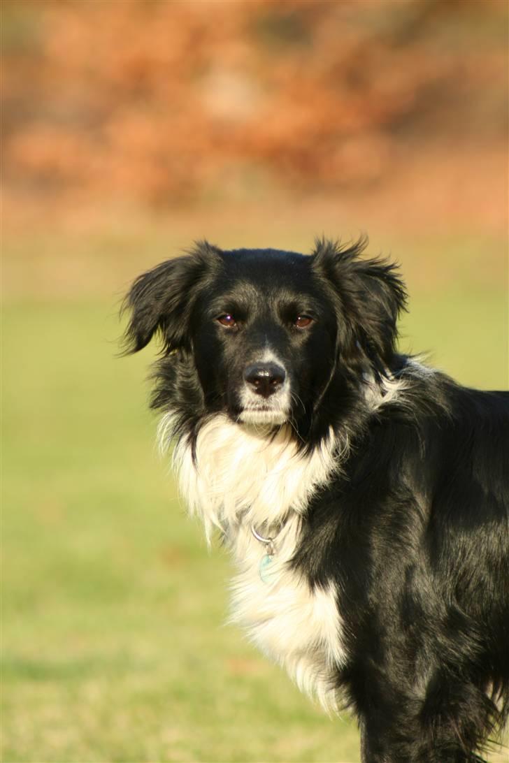 Border collie Joy billede 4