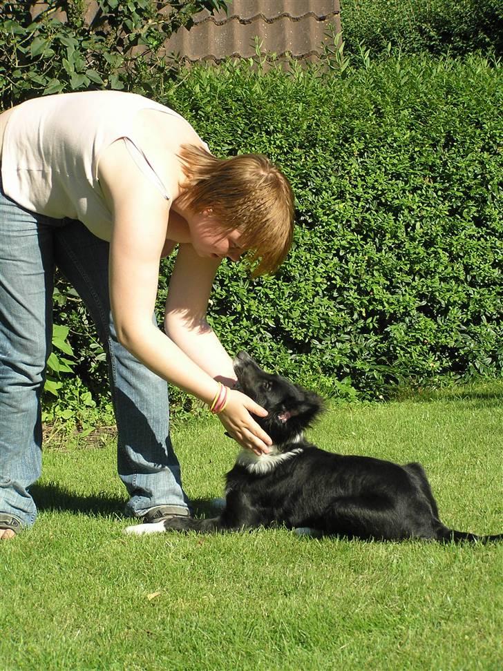 Border collie Joy billede 5