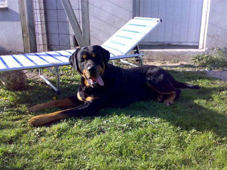 Rottweiler Samson R.I.P. billede 6