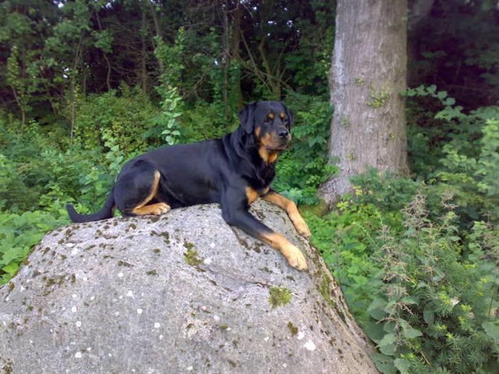 Rottweiler Samson R.I.P. billede 7